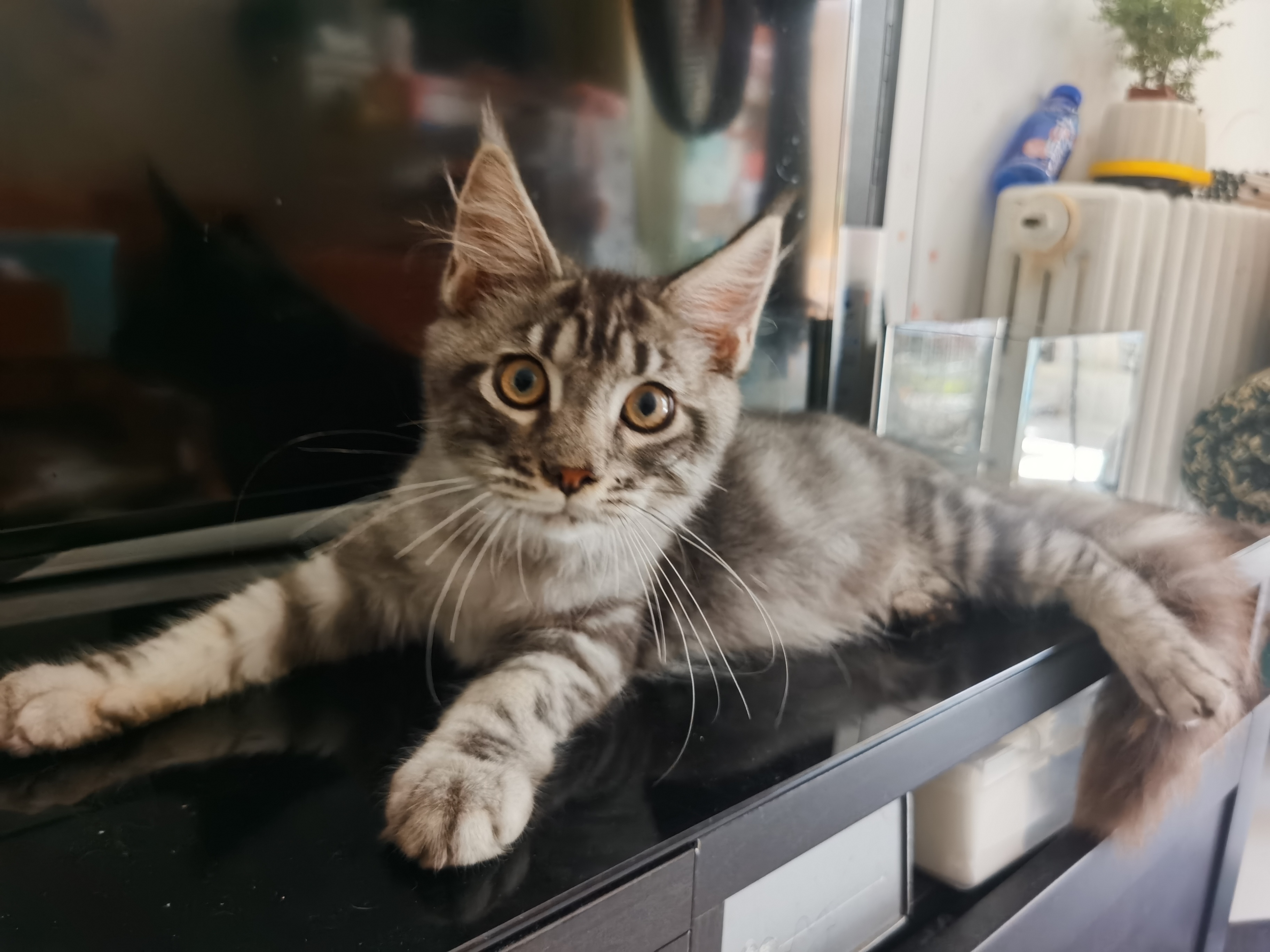 缅因猫找主任